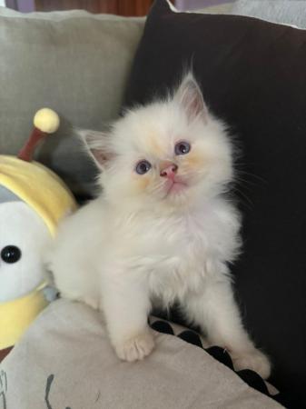 Image 21 of Last Gorgeous lilac male Ragdoll kitten ready now!