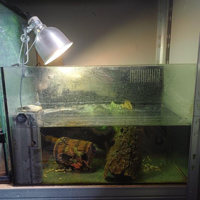 Preview of the first image of 2 young turtles with tank for sale.