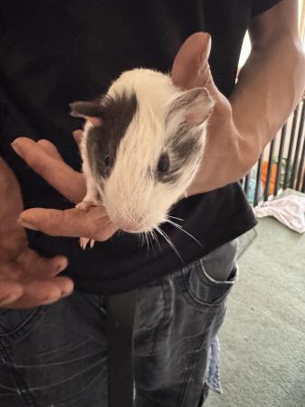 Image 4 of Guinea pig for sale looking for there forever home