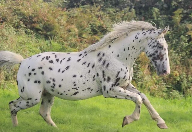 Preview of the first image of 4 year old KWPN Leopard Spot Stallion - Dressage Bred 16hh.
