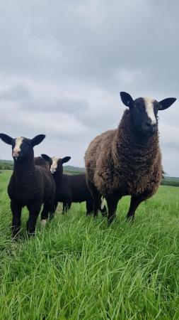 Image 2 of Registered zsa zwartble ewes with lambs at foot