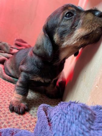 Image 8 of KC Reg Teckel Puppies - Wirehaired Dachshund