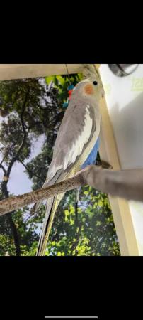 Image 4 of 7 month old cockatiel for sale