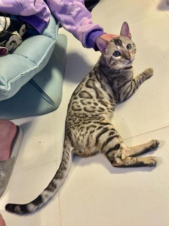 Image 5 of 1 year old Silver Glitter Bengal Cat