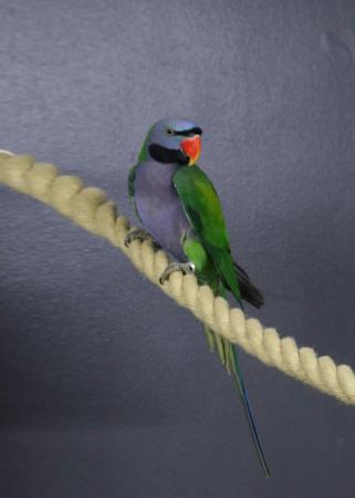 Image 5 of Darbyen parrots Male Available,19