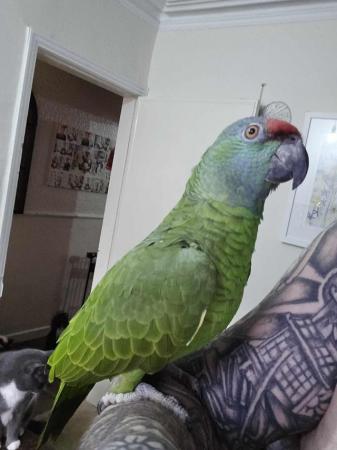 Image 2 of Female festive amazon parrot