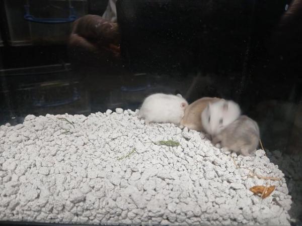 Image 10 of Baby Campbells Dwarf Hamsters , Different colours