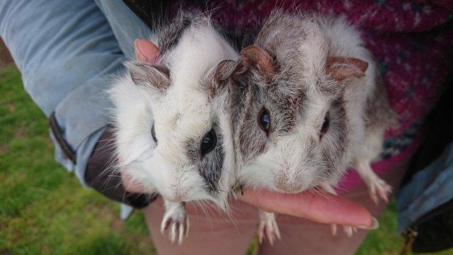 Image 1 of Guinea pig pups, tufty coated READY SOON AT 8 WEEKS