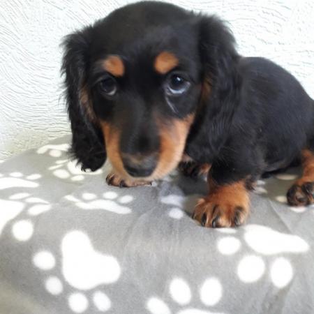 Image 7 of Long haired miniture dachshund pups.