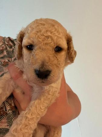 Image 16 of F1B Goldendoodle Puppies *Viewings Now*
