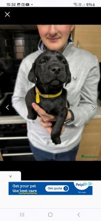 Image 2 of Labrador retriever puppies for sale