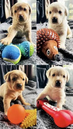 Image 17 of Labrador Puppies, KC Registered, Helsby , Cheshire
