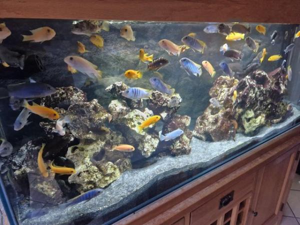 Image 4 of Aquarium ocean rock large amount