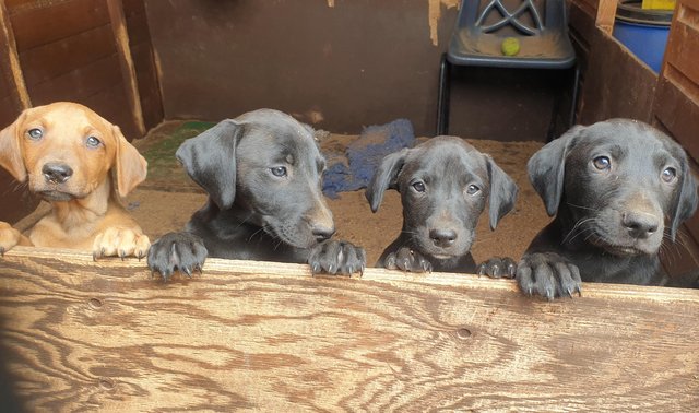 Preview of the first image of Labrador x puppies three girls one boy.