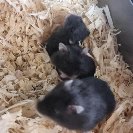 Image 5 of Dwarf Hamsters For Sale - Sunderland store