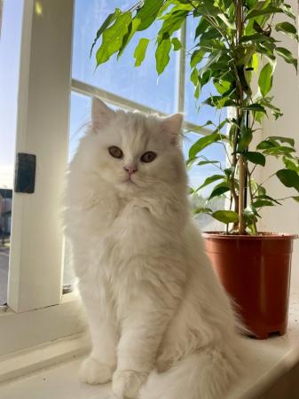 Image 7 of 6 month old fluffy British Longhair