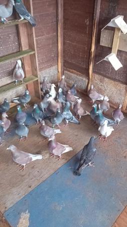 Image 2 of Racing Pigeons for sale