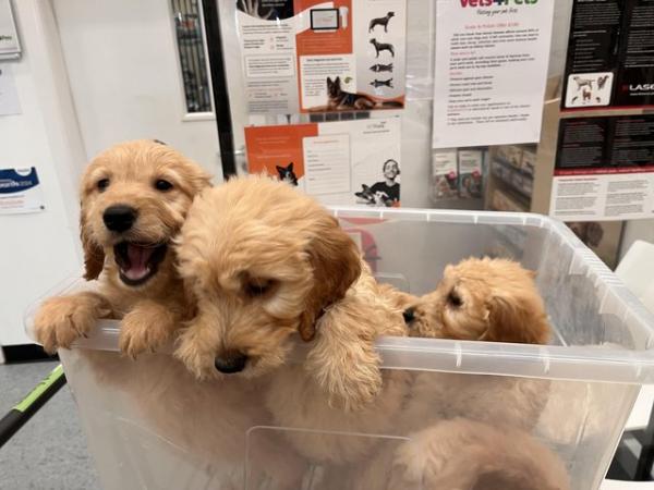 Image 3 of F1 Goldendoodle Puppies *Ready now*