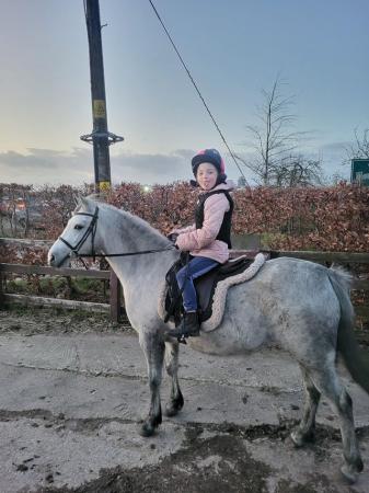 Image 2 of Welsh b 4 years old grey mare backed and riding away