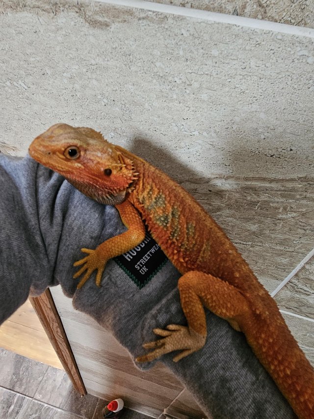 Preview of the first image of Male red hypo translucent morph bearded dragon.