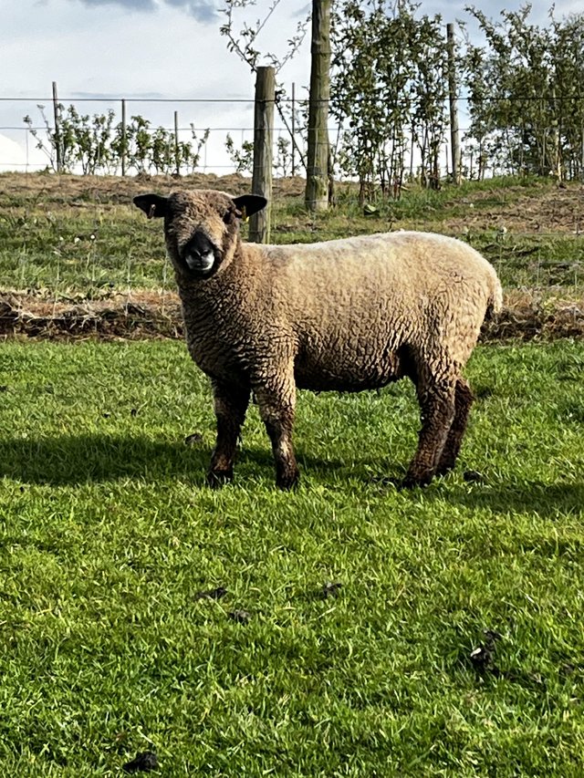 Preview of the first image of Yearling Coloured Ryeland Ewes, MV accredited.