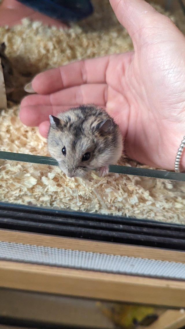 Preview of the first image of Male Dwarf Hamster Friendly and Tame.