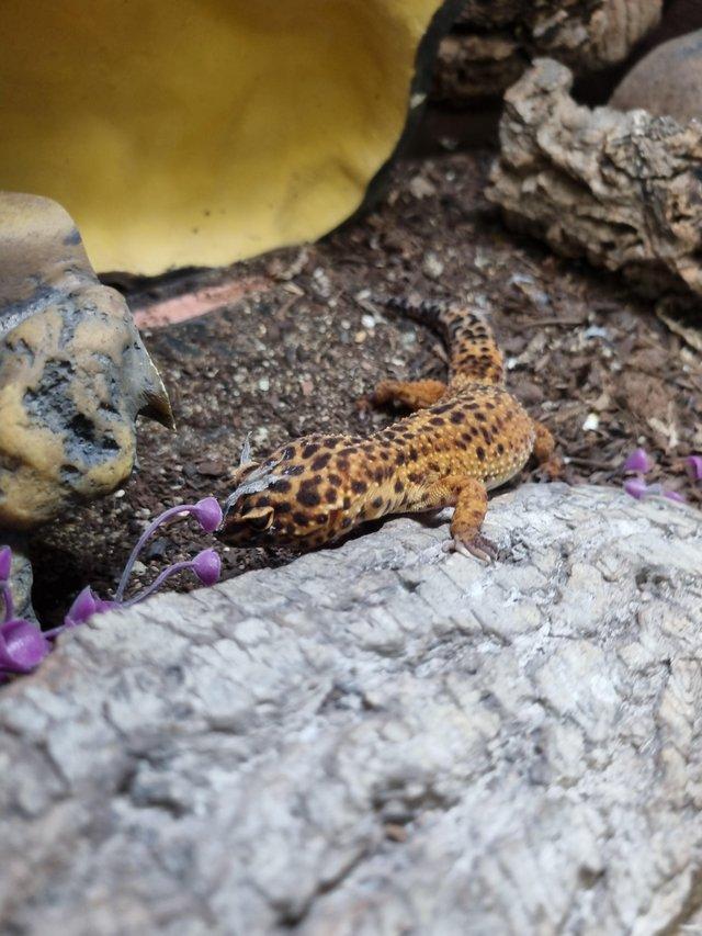 Preview of the first image of Wonderful adult leopard gecko.