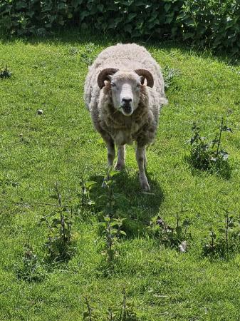Image 2 of Shetland x Wilthorn ewe
