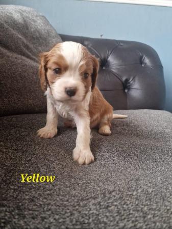 Image 7 of Cavalier king charles spaniel puppies
