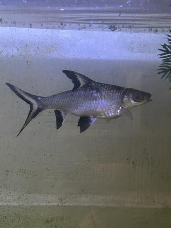 Image 1 of Tropical fish for sale mixed varieties