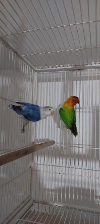 Image 4 of Proven breeding pair of love birds