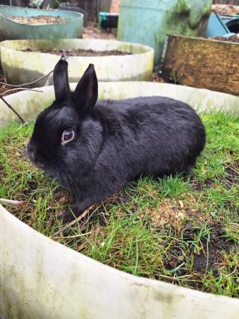 Image 3 of Young Netherland dwarf buck for sale £30