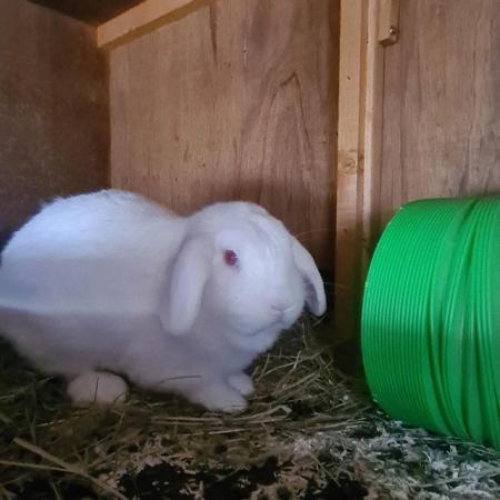 Image 2 of 2 year old red eyed white mini lop buck