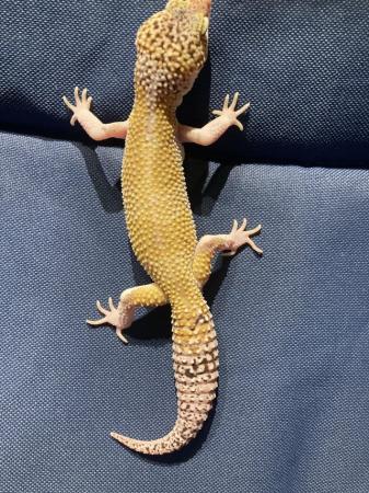 Image 3 of Leopard gecko, male/females