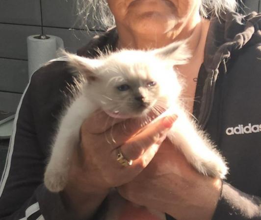 Image 8 of Ragdoll kittens ready now micro chipped £350.