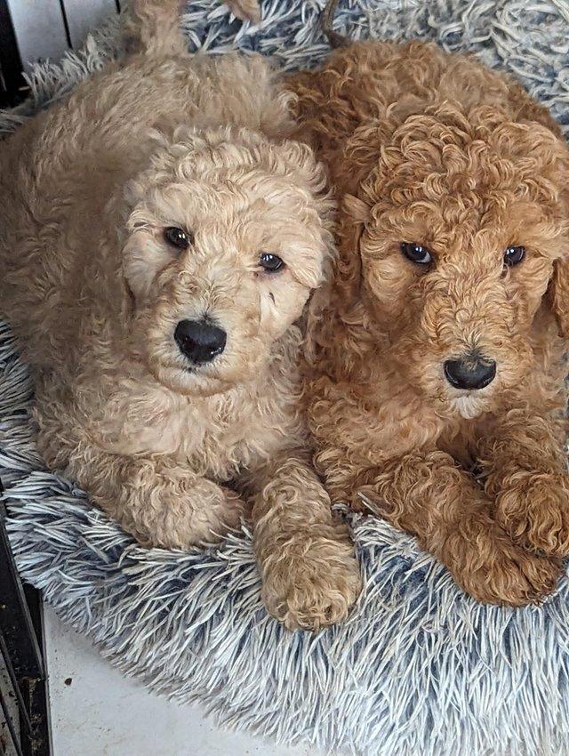 Preview of the first image of KC registered standard poodles.