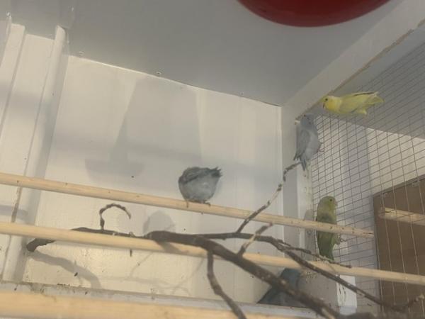 Image 3 of Breeding pair of parrotlets, also a male available.