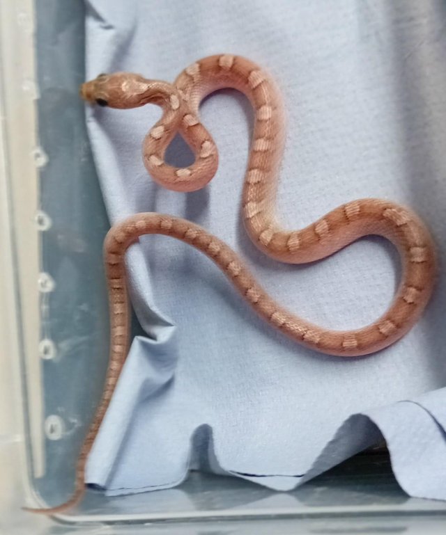 Preview of the first image of Corn snake morph Hatchlings.