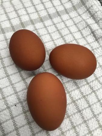 Image 2 of Welsummer Large Fowl Hatching Chicken eggs x 6