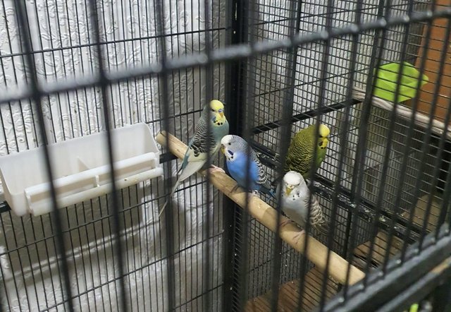 Image 4 of 2 pairs of Budgies for sale