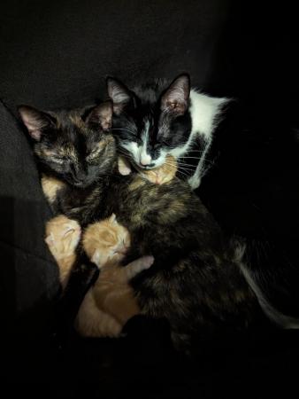 Image 2 of 5 girl kittens-ginger tabby markings & ginger/black speckles