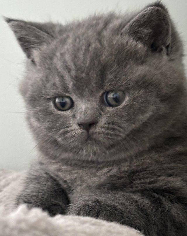 Preview of the first image of LAST KITTEN!!!! FEMALE 5th Generation Pedigree Champion Bloo.