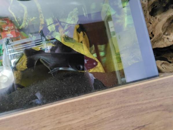 Image 4 of Hi I have some fish for sale