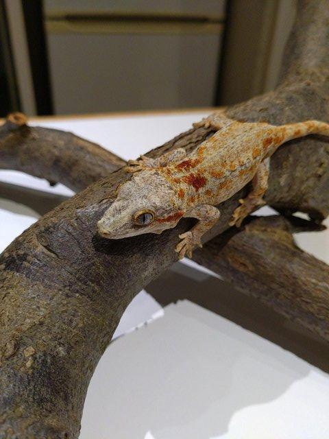 Preview of the first image of Unsexed CB 2021 Red Reticulated Gargoyle Gecko.