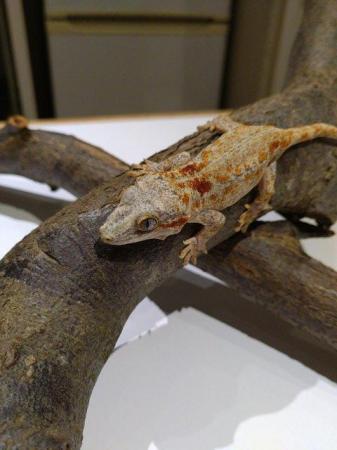 Image 1 of Unsexed CB 2021 Red Reticulated Gargoyle Gecko