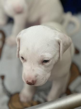 Image 5 of LEMON SPOTTED DALMATIAN BOY PUPS! READY NOW !