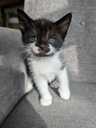 Image 2 of Kittens now ready for new homes