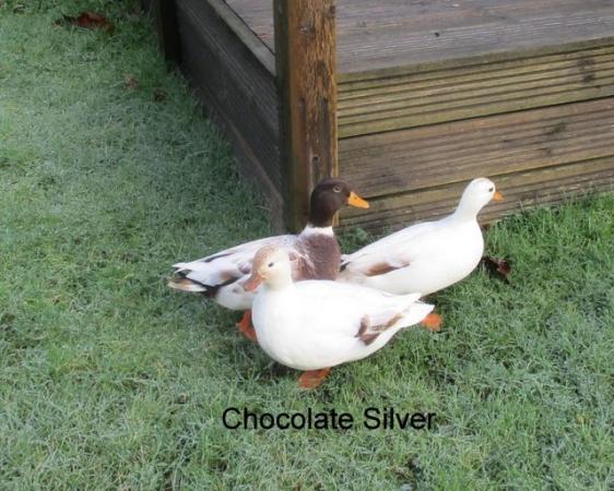 Image 1 of Various Call Duck Hatching Eggs