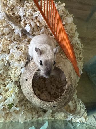 Image 4 of Girl Gerbils 3 months old come as a pair