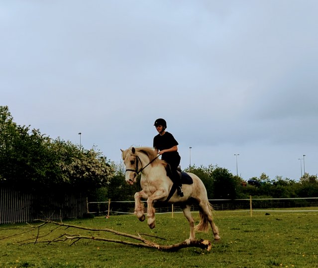 Preview of the first image of Amaizing 14.3hh palomino and white allrounder.